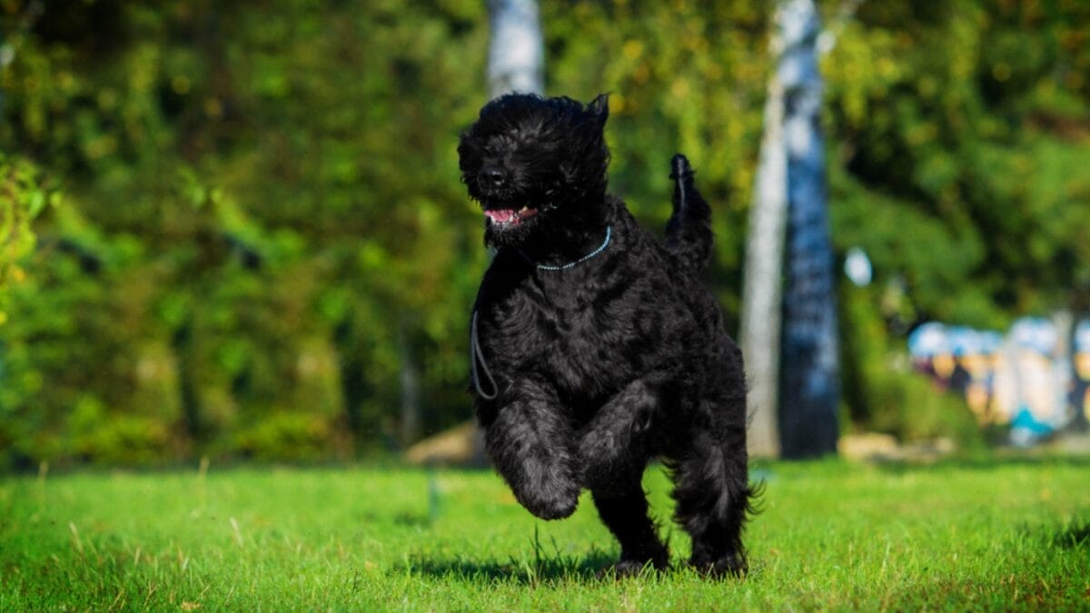 From Soviet Guards to Family Protectors: Black Russian Terriers - russian dog running grass ss566909140