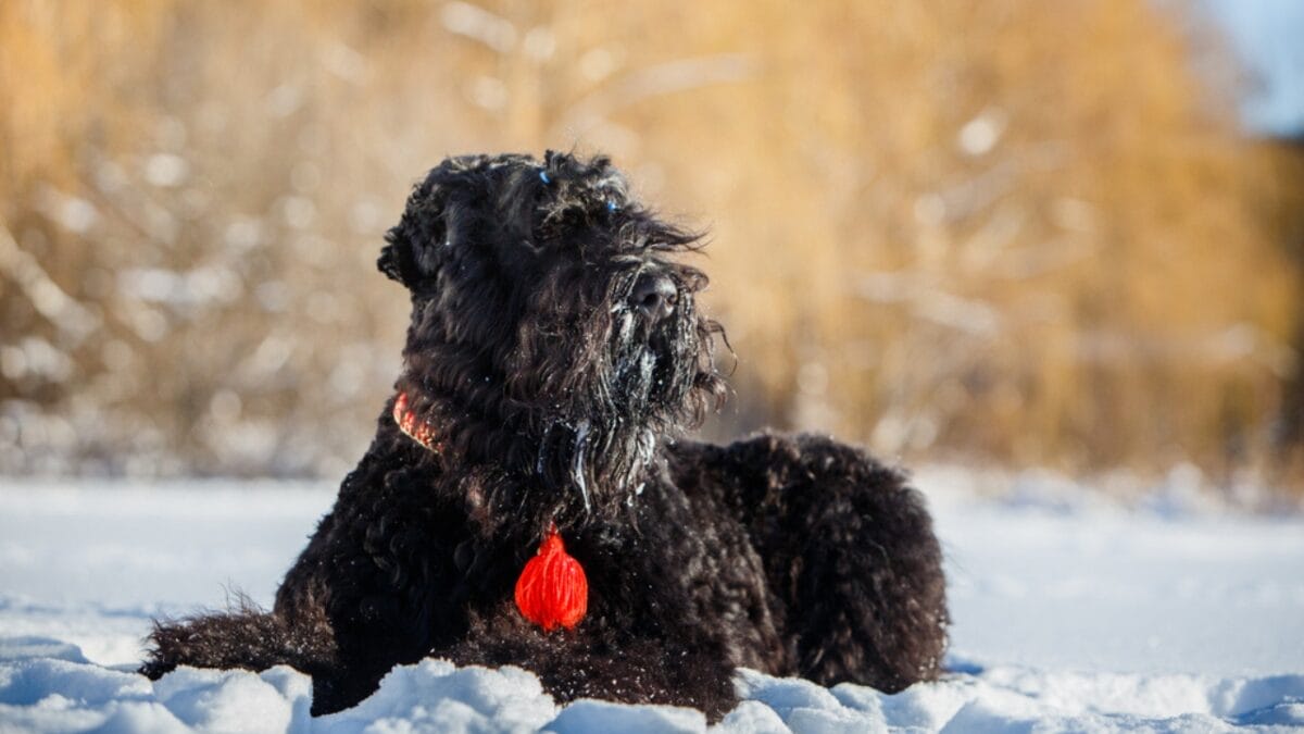 From Soviet Guards to Family Protectors: Black Russian Terriers - russian dog side snow ss372350314