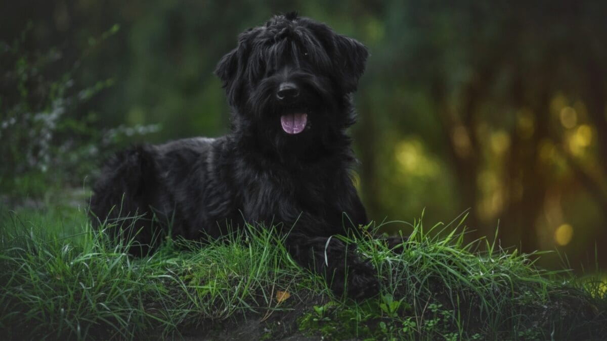 From Soviet Guards to Family Protectors: Black Russian Terriers - russian dog sitting forest ss2219373717