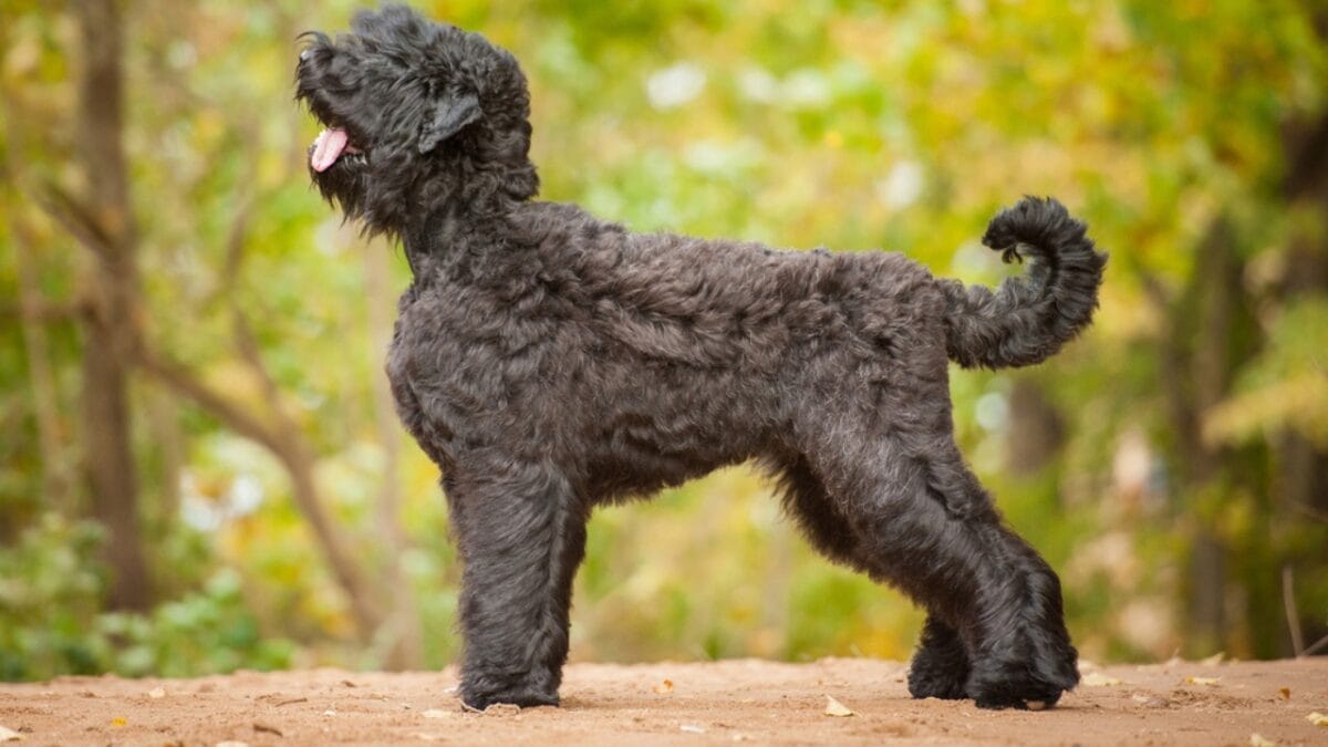 From Soviet Guards to Family Protectors: Black Russian Terriers - russian dog standing autumn ss267663404