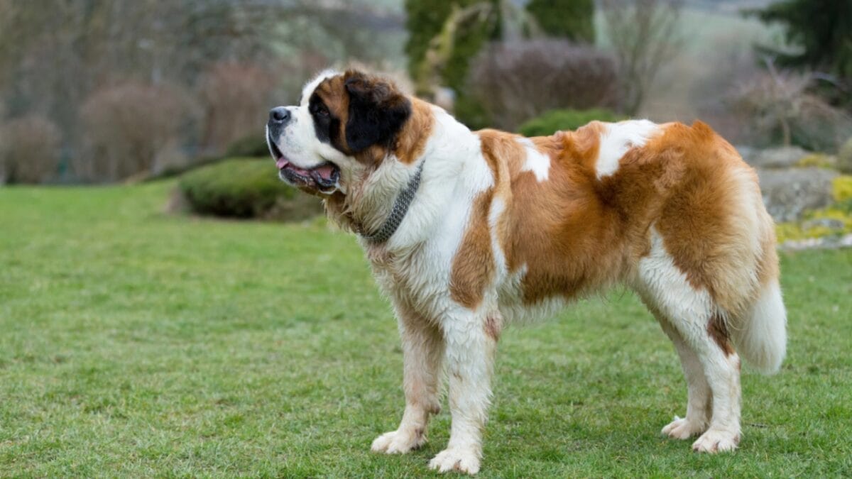 18 Most Pampered & High-Maintenance Dog Breeds - saint bernard dog dp103656306