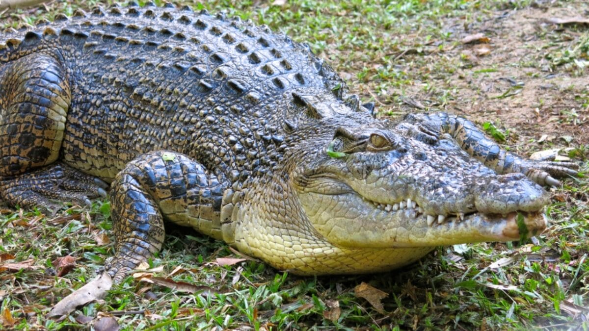 19 Terrifying Creatures That Could Give You Nightmares - saltwater crocodile dp97978296
