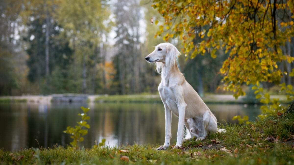 8 Unique Traits That Have Made Saluki Dogs Cherished Companions for Millennia - saluki dog sitting beside river ss1155867682
