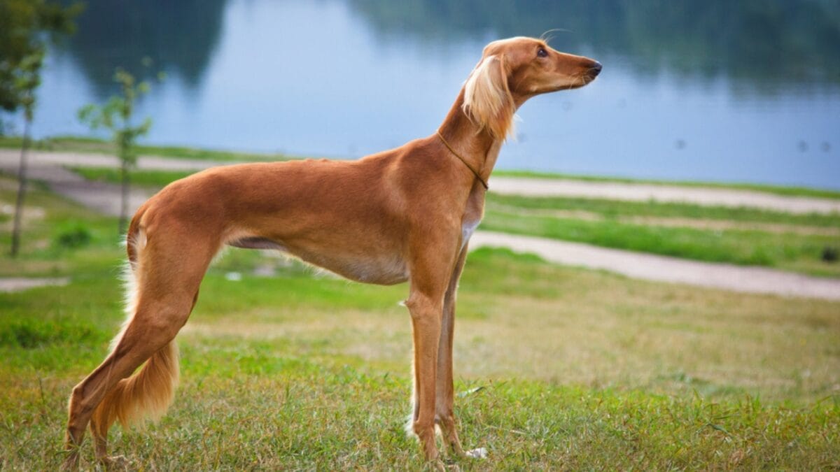 8 Unique Traits That Have Made Saluki Dogs Cherished Companions for Millennia - saluki dog standing river ss738705256