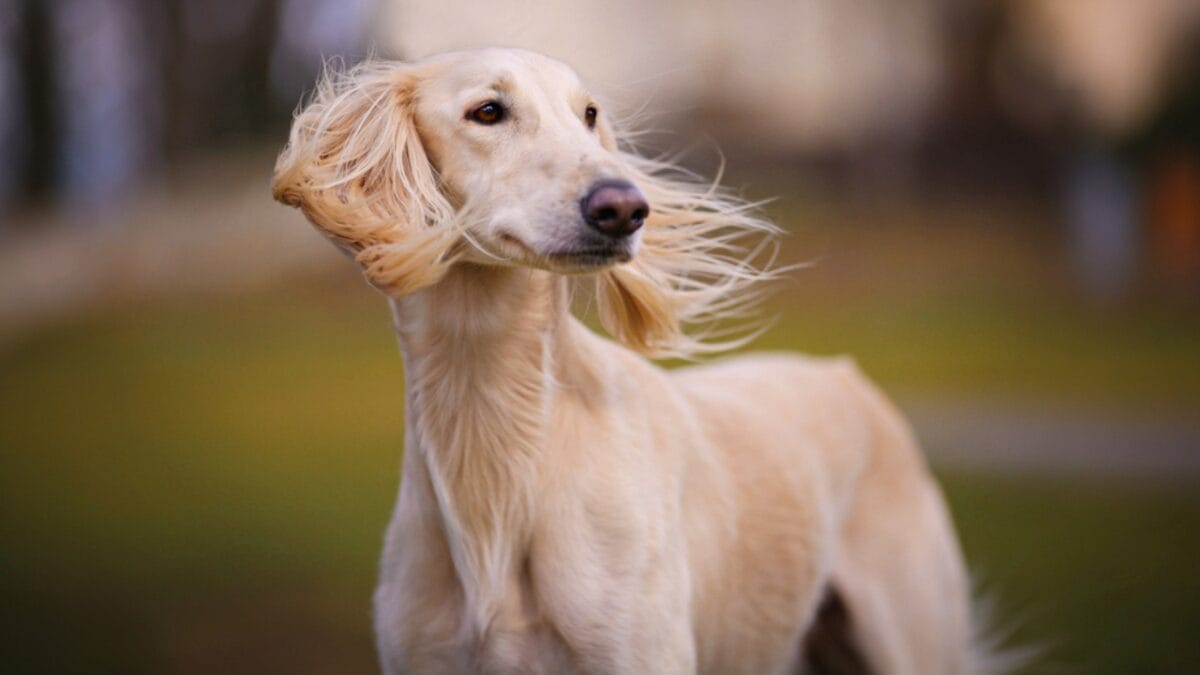 8 Unique Traits That Have Made Saluki Dogs Cherished Companions for Millennia - saluki dog standing side ss1682396497