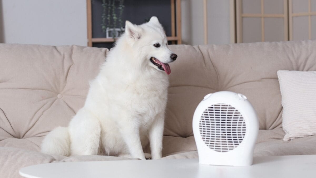 7 Samoyed-Approved Tips for Keeping Your House Fur-Free (Well, Almost) - samoyed dog couch ss2393415021
