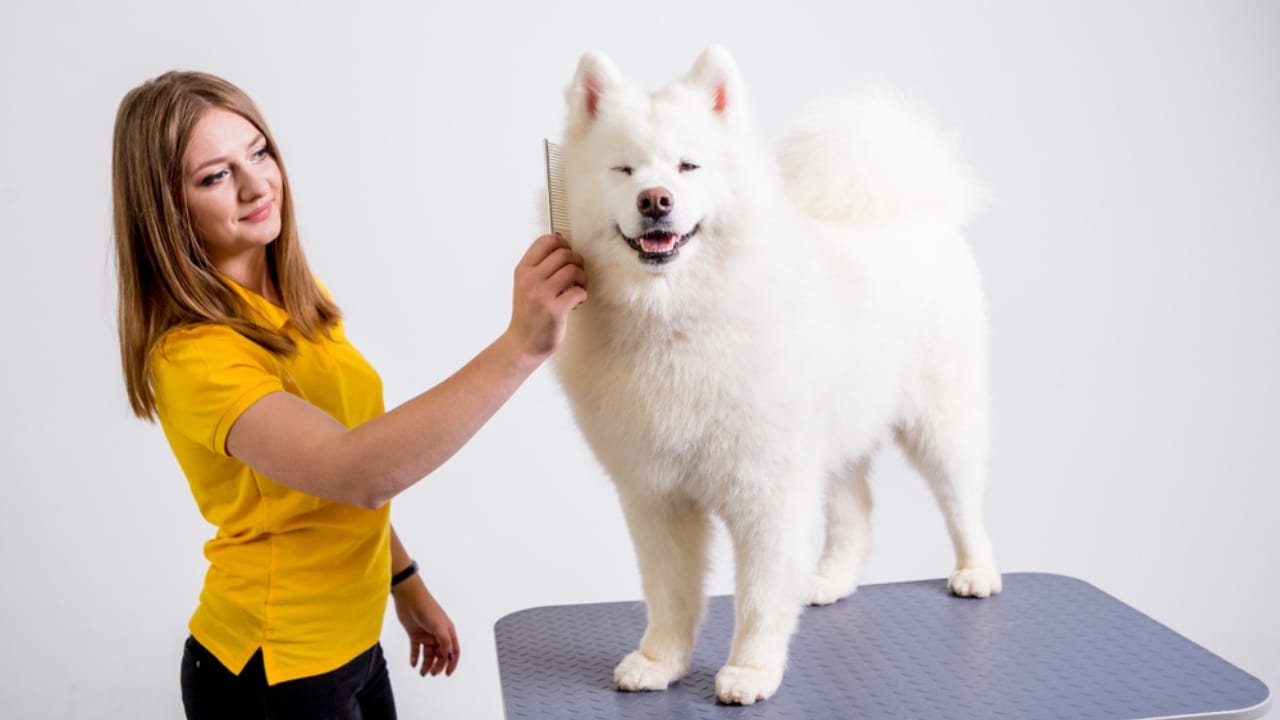 7 Samoyed-Approved Tips for Keeping Your House Fur-Free (Well, Almost) - samoyed dog ss1149770288