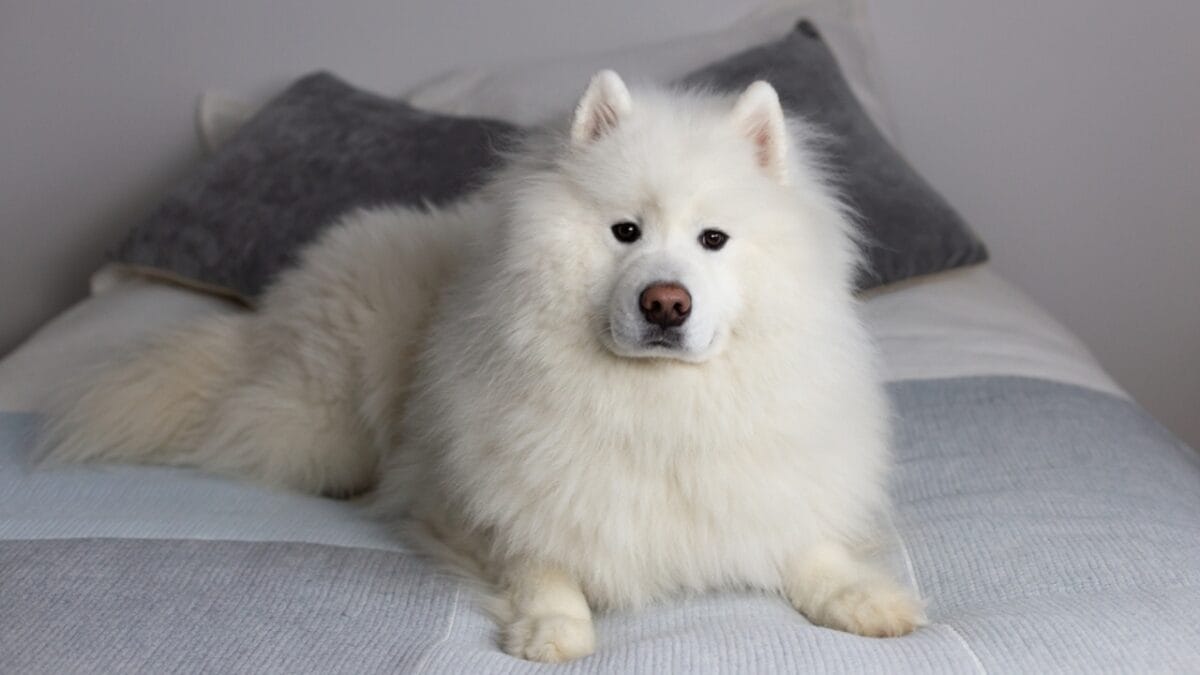 7 Samoyed-Approved Tips for Keeping Your House Fur-Free (Well, Almost) - samoyed laying ss2255660397