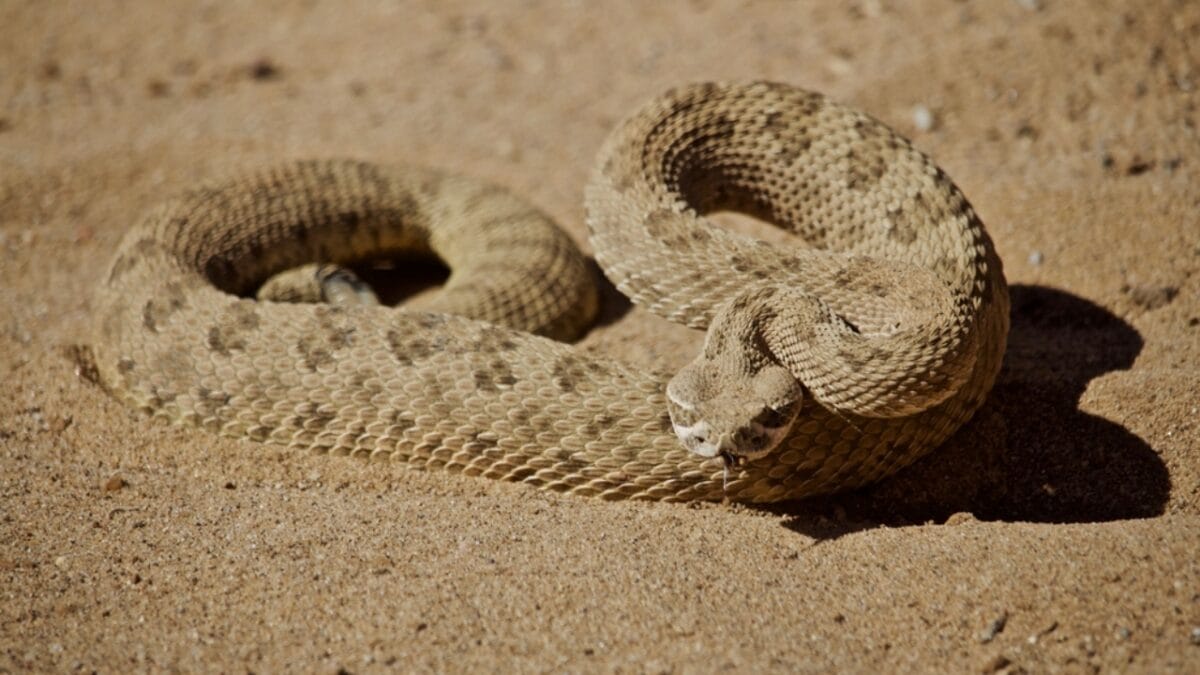30 Rattlesnake Species from Around the Globe: Majority in U.S. - santa catalina rattlesnake dp214878404
