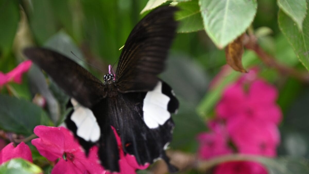 15 of the World's Most Enchanting & Vibrant Butterflies - sapho long wing butterfly dp574779912