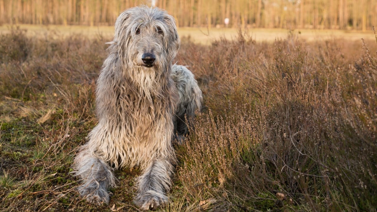 10 Things to Know About Scottish Deerhound Dogs Before Bringing One Home - scottish deerhound ss1672816024