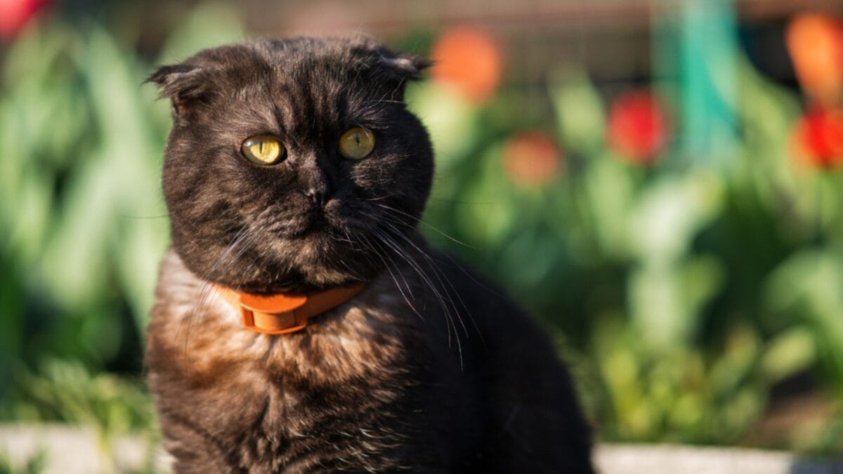 12 Black-Colored Cats Breaking Superstitions - scottish fold cat dp390966370
