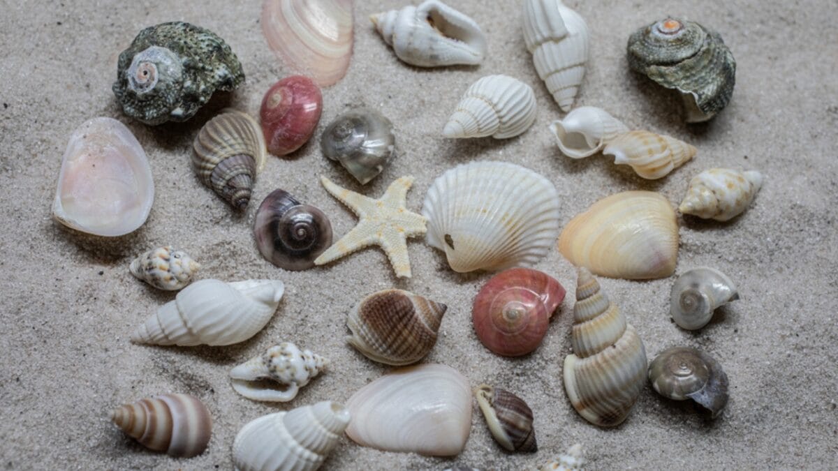 6 Reasons Why People Shouldn't Take Seashells From the Beach - seashell collection dp654544254