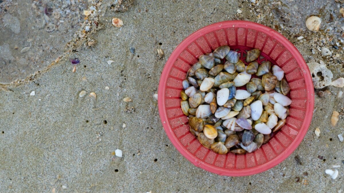 6 Reasons Why People Shouldn't Take Seashells From the Beach - seashell in basket dp418887922