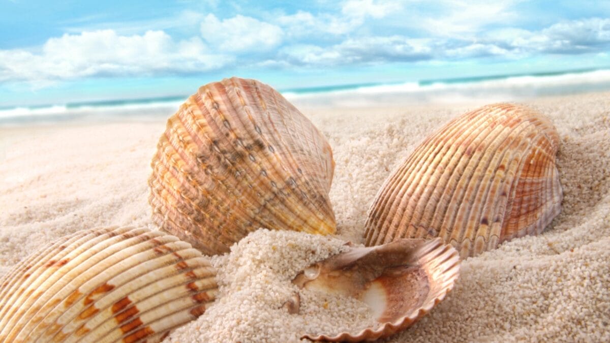 6 Reasons Why People Shouldn't Take Seashells From the Beach - seashell in ocean dp5660190