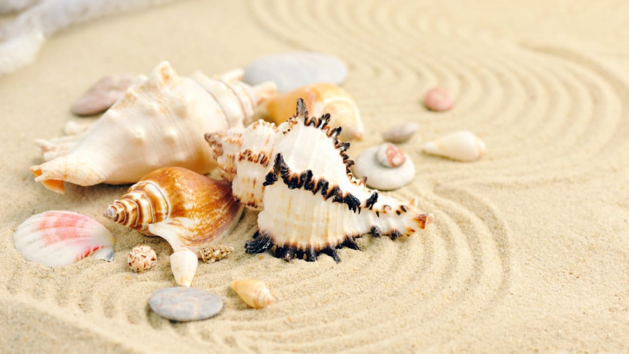 6 Reasons Why People Shouldn't Take Seashells From the Beach - seashell in sand dp75400187