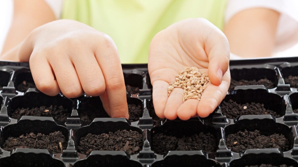 7 Gardening Hacks with Hydrogen Peroxide Every Gardener Should Know - seed germination dp67634091
