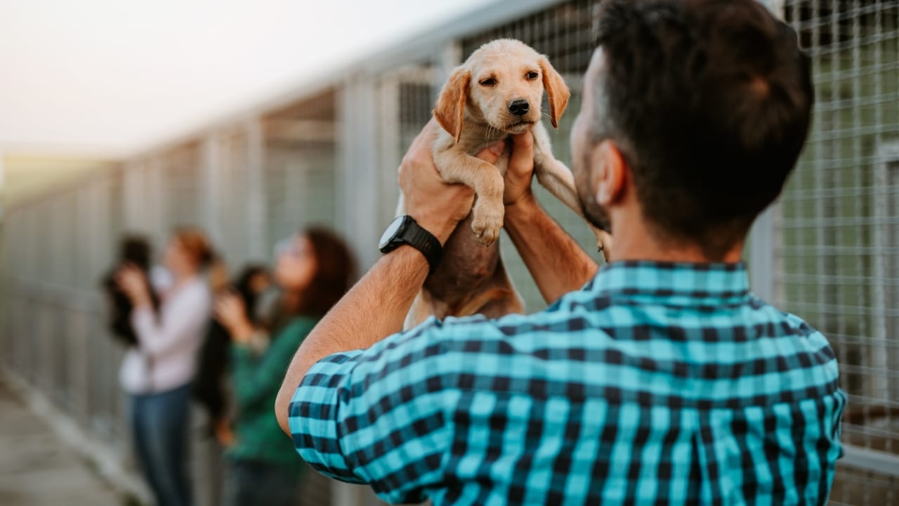 10 Things to Do Before Bringing Your Rescue Dog into Your Home - shelter dog ss2056690790