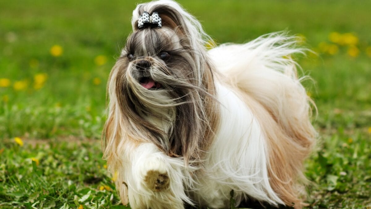 8 Rare Maltese Colors & Patterns You’ve Probably Never Heard Of - shih tzu dog dp102634426