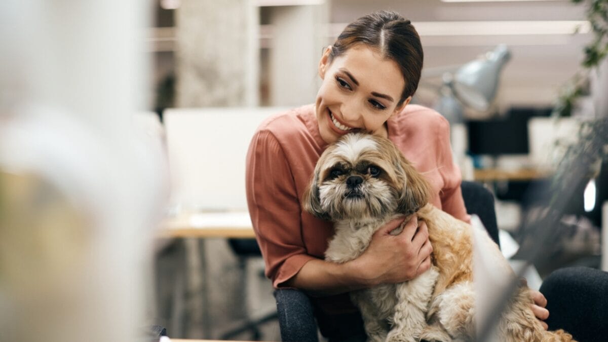 Shih Tzu Puppy Prices by Region: What to Expect Across the US - shih tzu ss1983774782