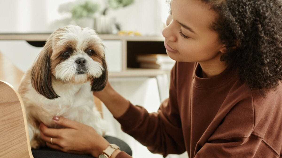 11 Dog Breeds Perfect for First-Time Owners - shih tzu ss2306664241