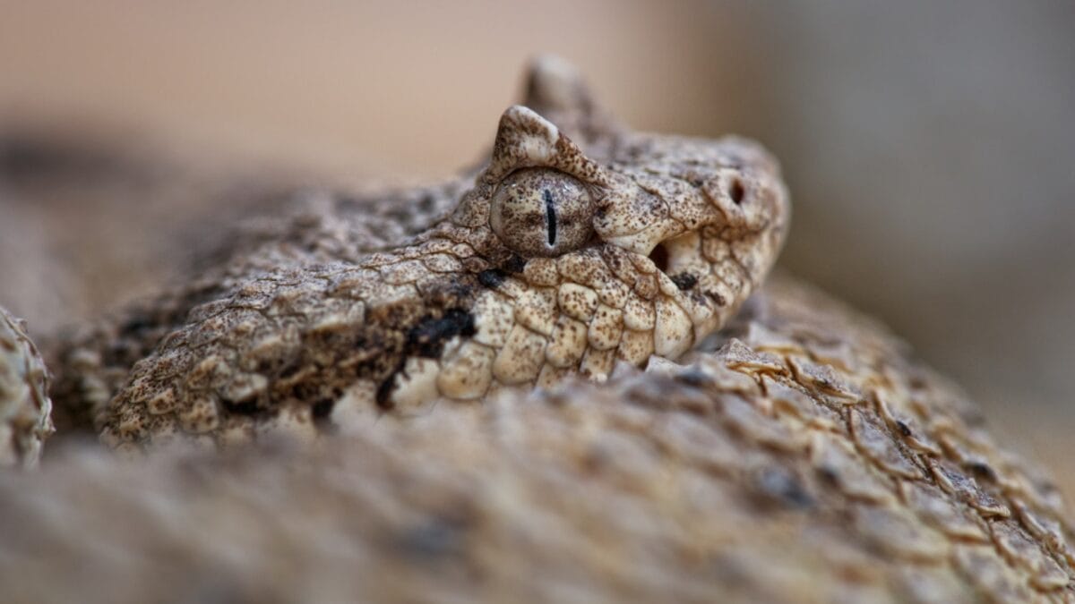 30 Rattlesnake Species from Around the Globe: Majority in U.S. - sidewinder rattlesnake dp347420534