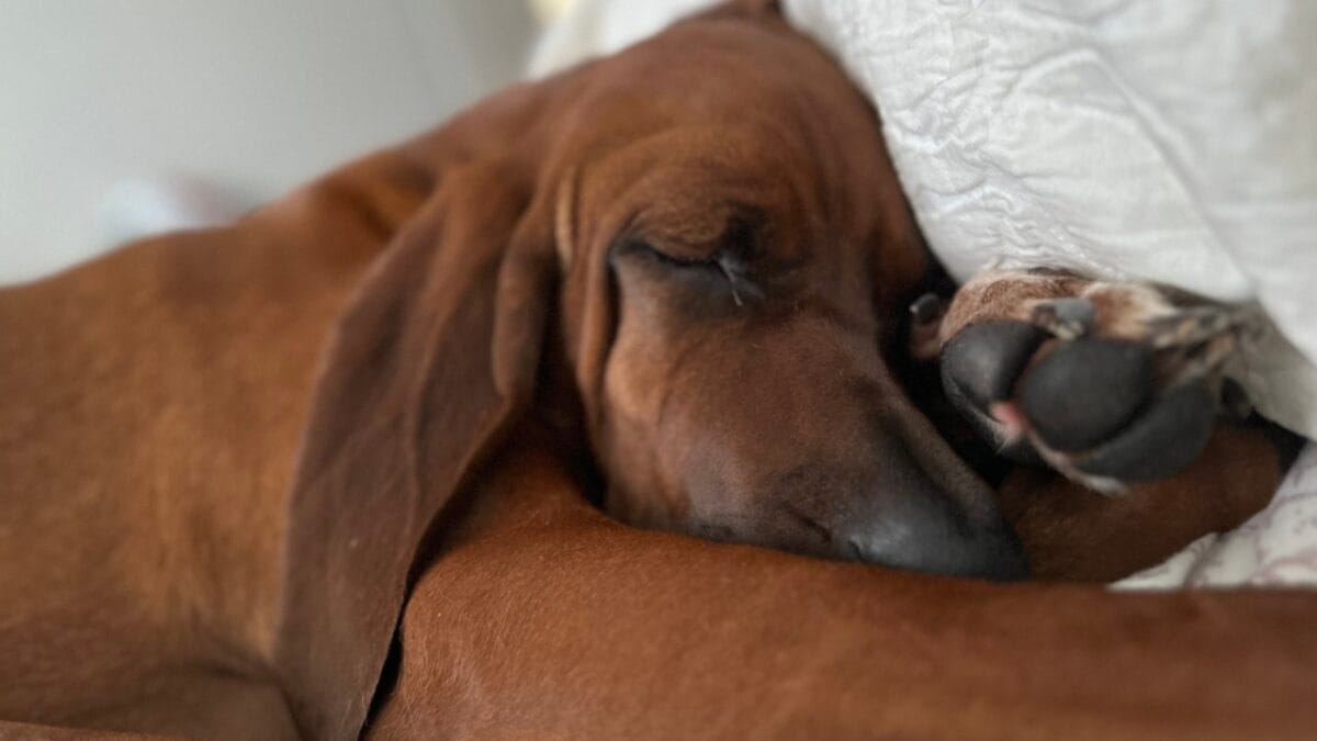 6 Tips for Socializing Your Redbone Coonhound (Great for Any Dog Breed) - sleeping redbone coonhound dog ss2371625767