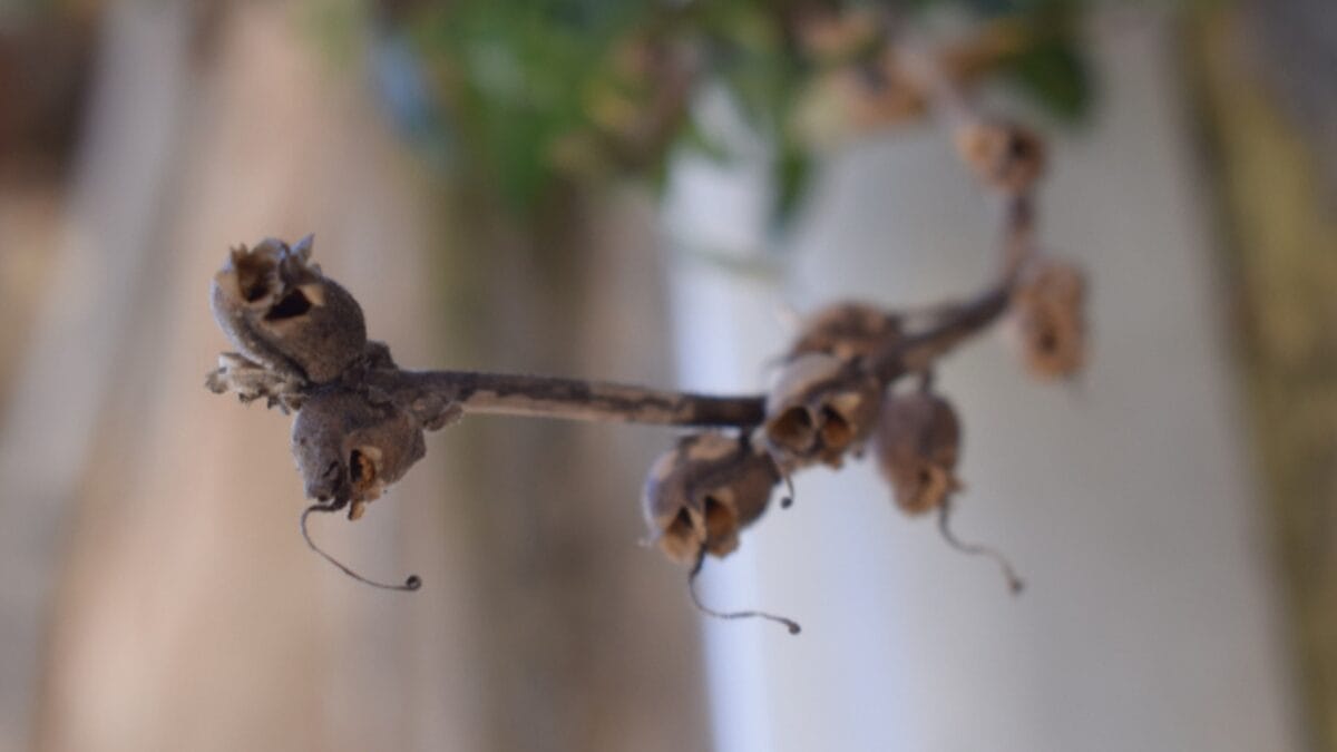 15 Bizarre Plants That Look Like They Belong in a Zoo - snapdragon seed pod ss1554539588