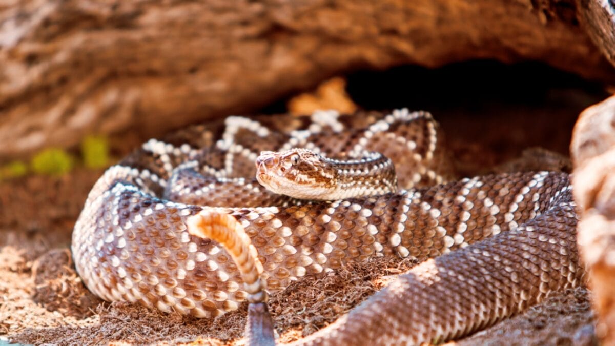 30 Rattlesnake Species from Around the Globe: Majority in U.S. - south american rattlesnake dp90896086
