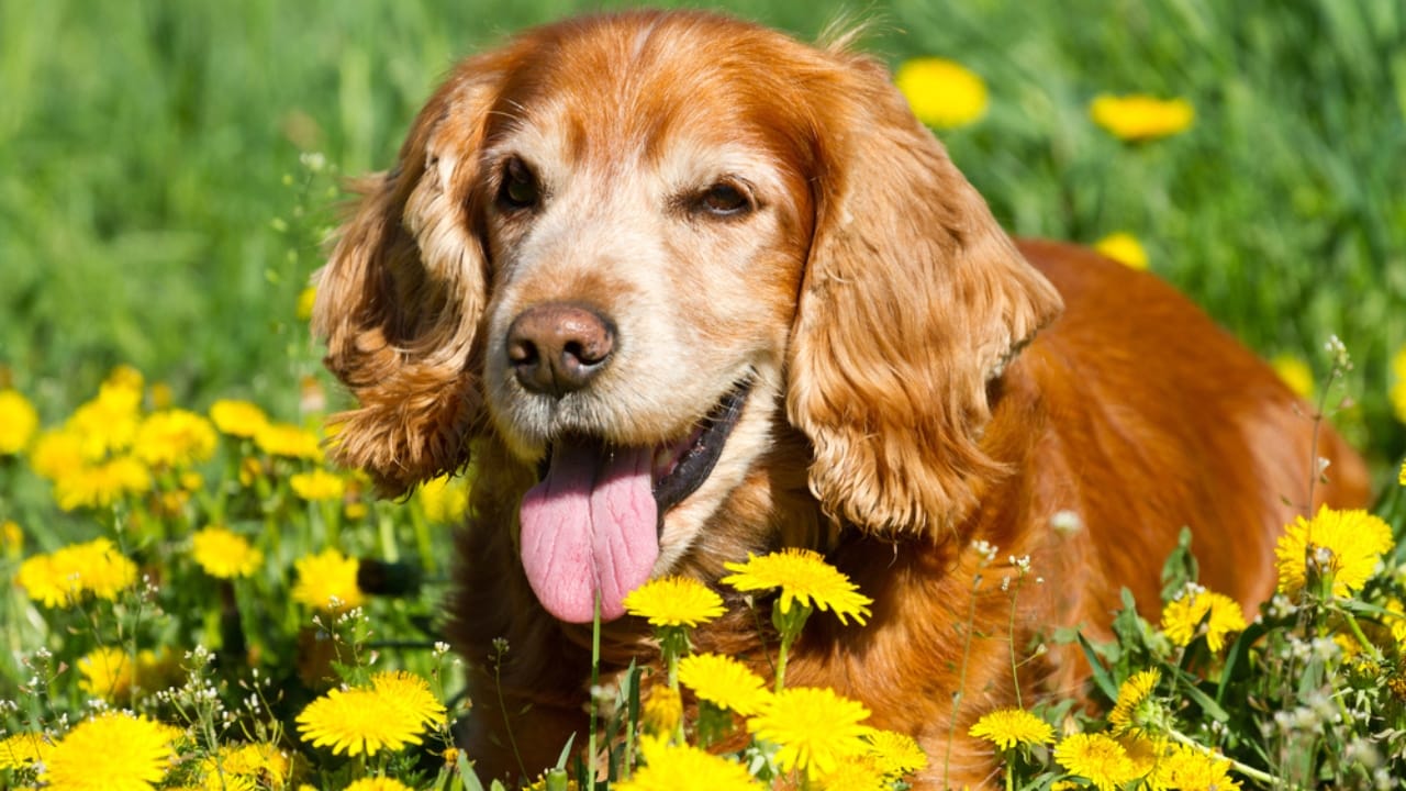 10 Surprising Facts About American Water Spaniels - spaniel dog sitting flowers dp43371739