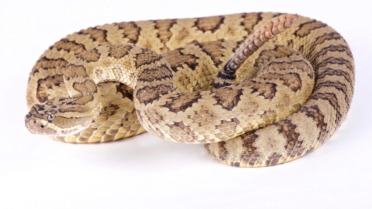 30 Rattlesnake Species from Around the Globe: Majority in U.S. - speckled rattlesnake dp200474082