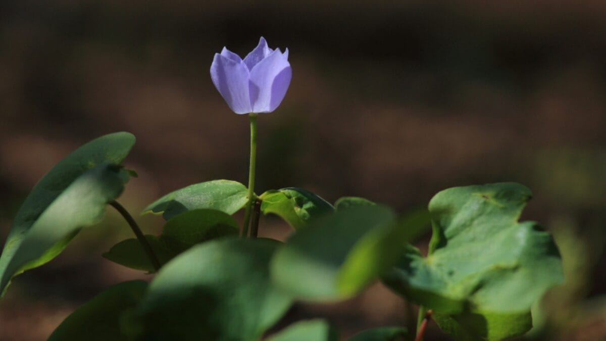5 Reasons Why You Should Plant Twinleaf in Your Garden - stand out twin leaf ss1066369820