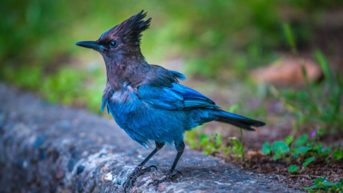 9 Things to Know about the Steller's Jay: The Bold & Boisterous Bird - stellerjay standing dp118595614