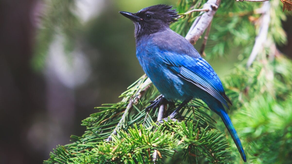 9 Things to Know about the Steller's Jay: The Bold & Boisterous Bird - stellers jay bird dp227636330