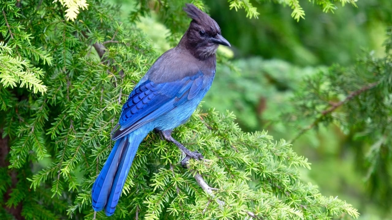 9 Things to Know about the Steller's Jay: The Bold & Boisterous Bird - stellers jay dp116565684