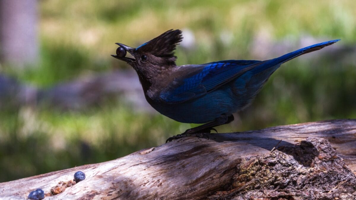 9 Things to Know about the Steller's Jay: The Bold & Boisterous Bird - stellers jay eating berries dp81738828