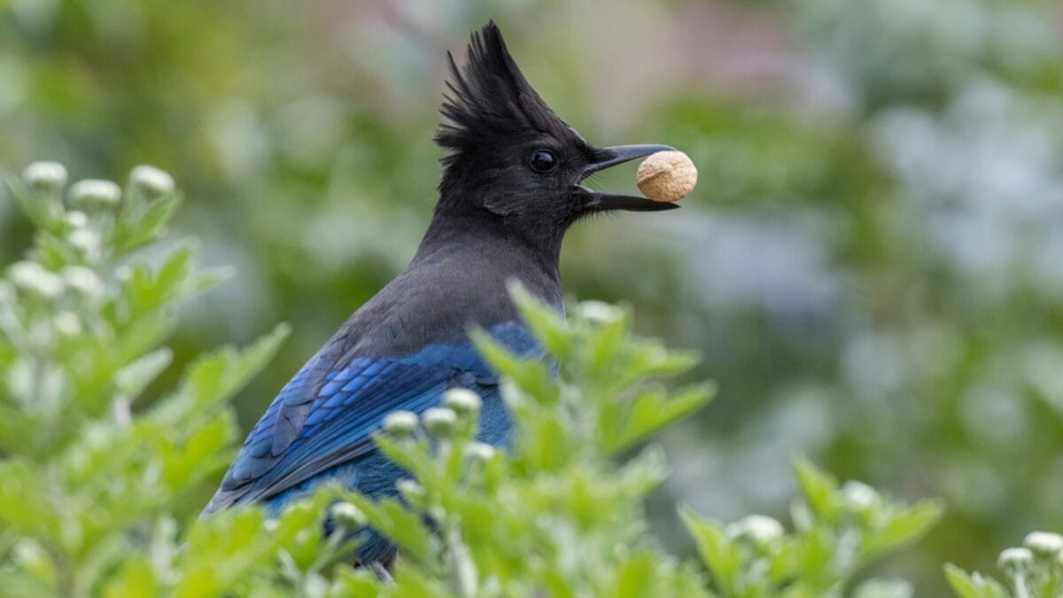 9 Things to Know about the Steller's Jay: The Bold & Boisterous Bird - stellers jay eating dp423376292