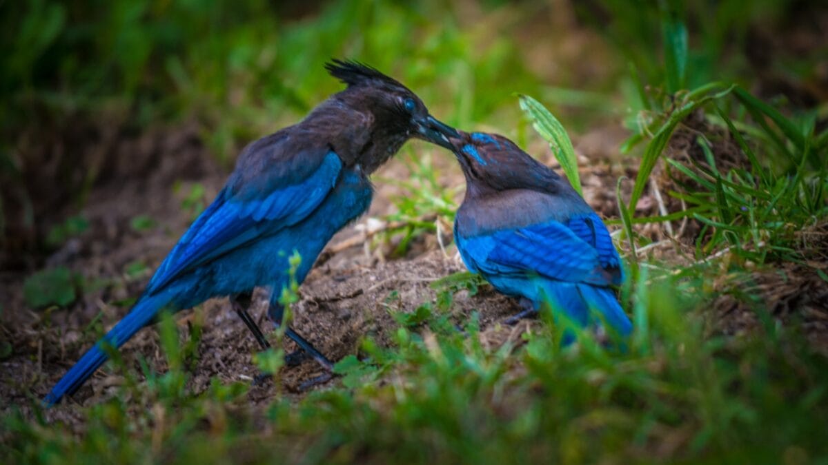 9 Things to Know about the Steller's Jay: The Bold & Boisterous Bird - stellers jay homebodies dp118595626