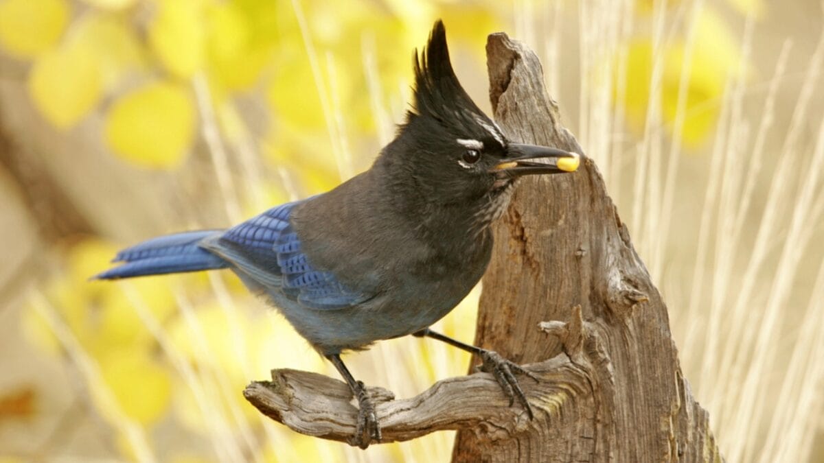 9 Things to Know about the Steller's Jay: The Bold & Boisterous Bird - stellers jay nesting site dp18136423