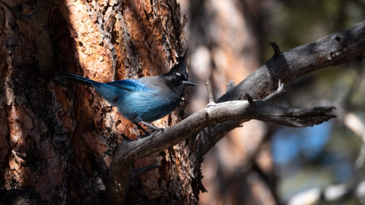 9 Things to Know about the Steller's Jay: The Bold & Boisterous Bird - stellers jay reforestation dp678583200