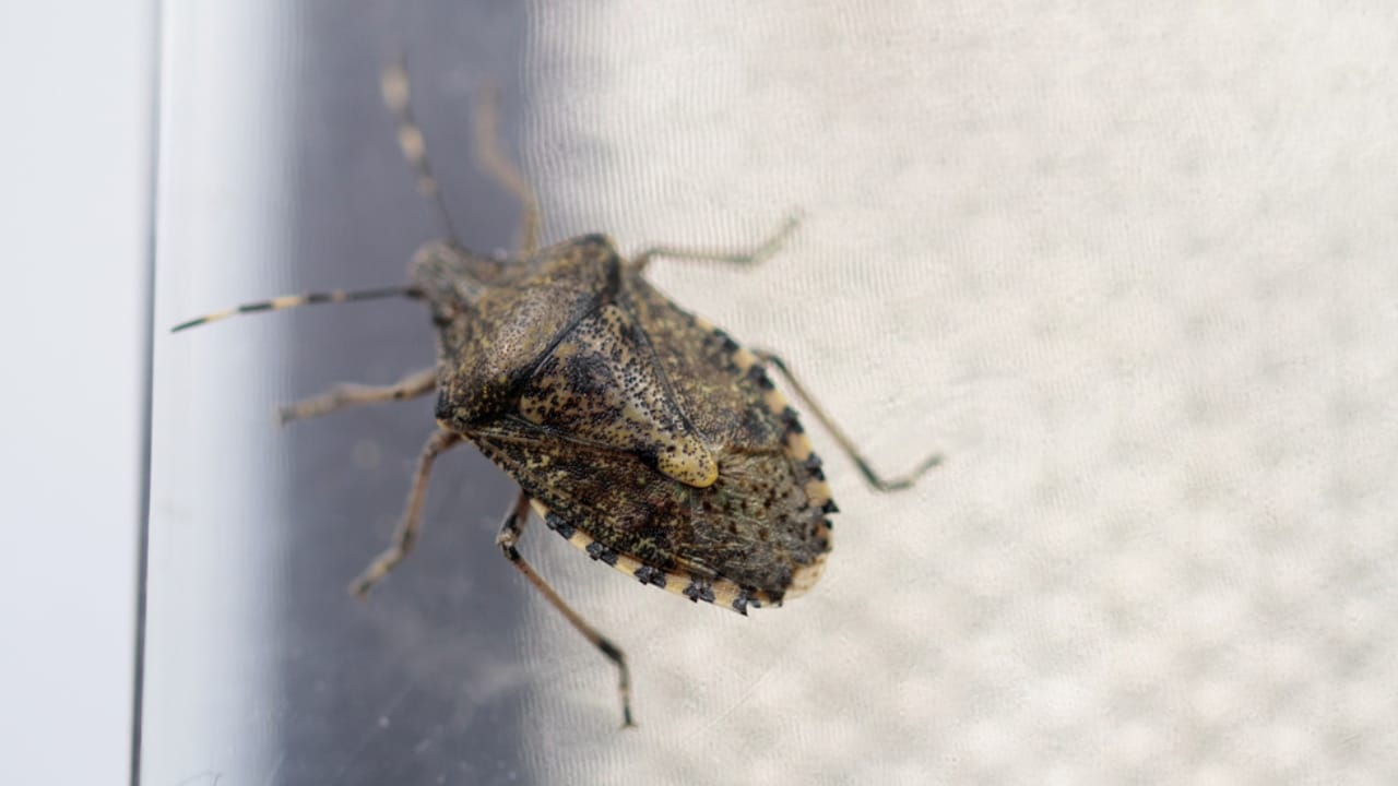 10 Effective Ways to Get Rid of Stink Bugs - stink bug dp348382884