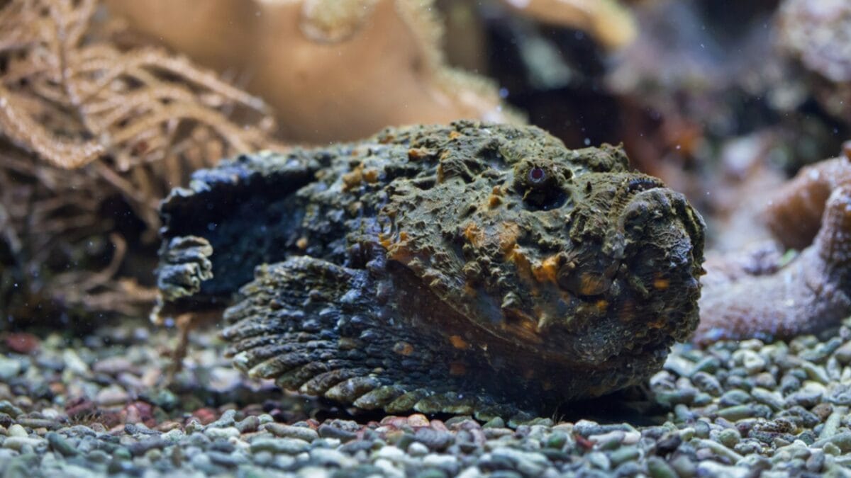 19 Terrifying Creatures That Could Give You Nightmares - stonefish dp129700436