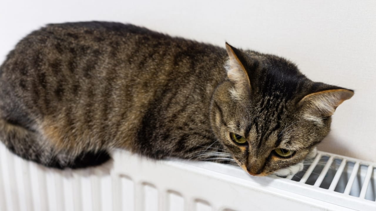 10 Signs Your Cat Might Be Holding a Grudge Against You