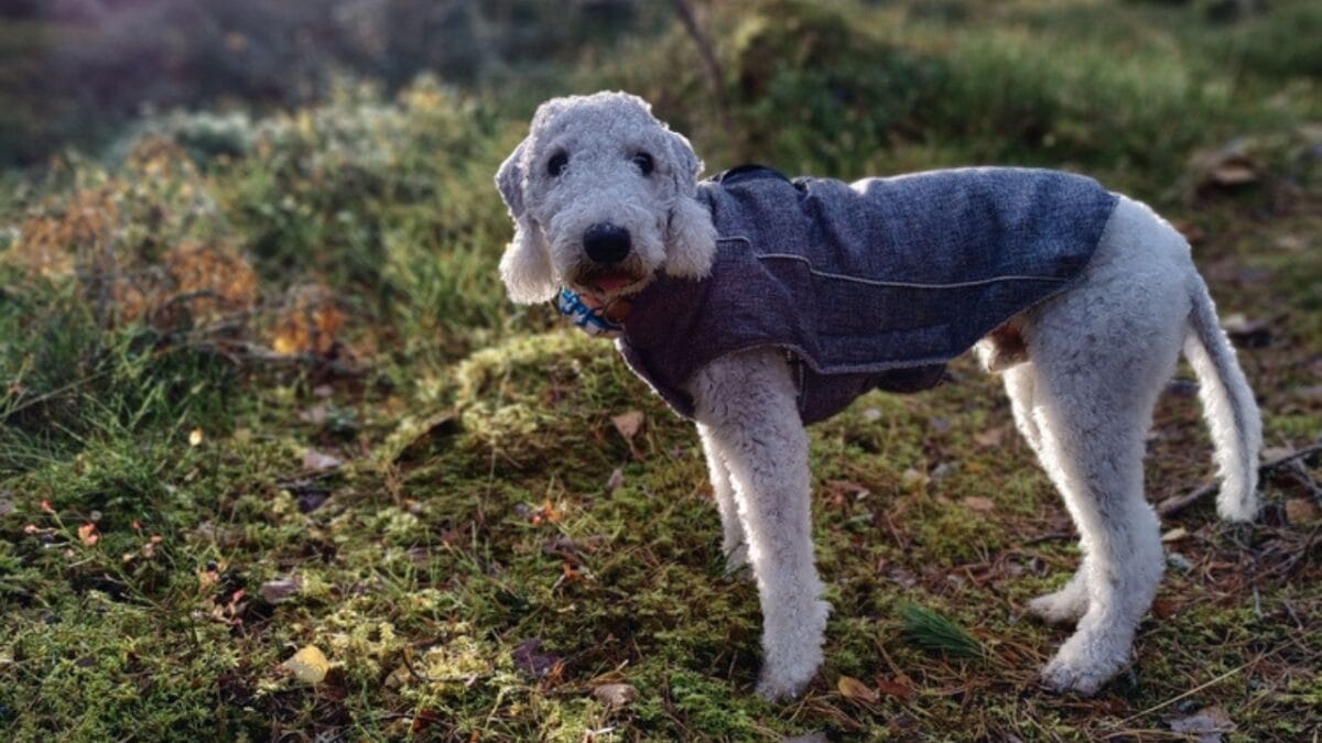 10 Bedlington Terrier Secrets Only True Dog Lovers Know - terrier dog in mountain dp654166032