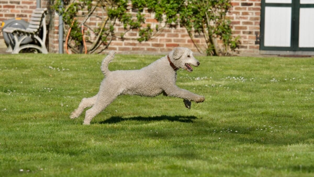 10 Bedlington Terrier Secrets Only True Dog Lovers Know - terrier dog running dp586912910