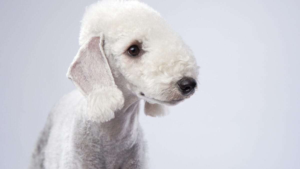 10 Bedlington Terrier Secrets Only True Dog Lovers Know - terrier dog side white dp481206510