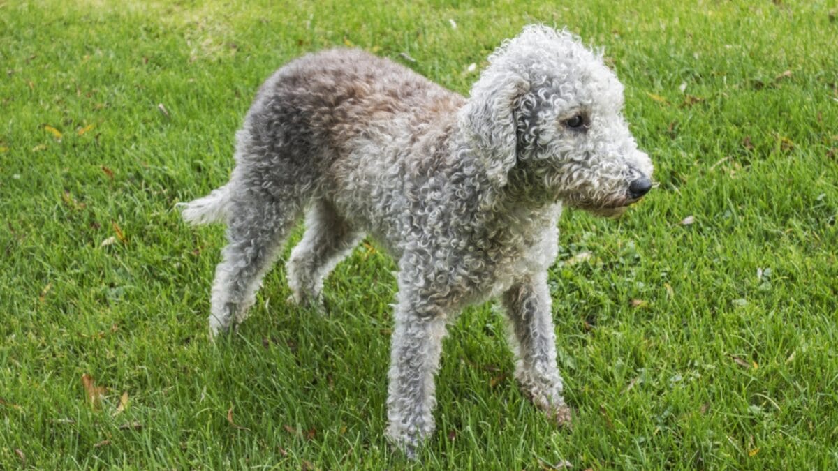 10 Bedlington Terrier Secrets Only True Dog Lovers Know - terrier dog standing dp157950022