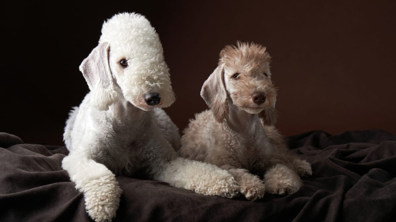 10 Bedlington Terrier Secrets Only True Dog Lovers Know - terrier dog two studio dp488481178