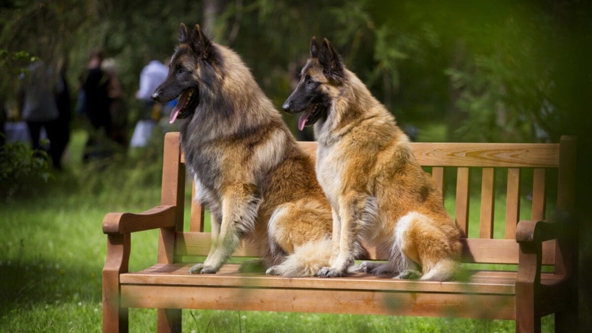 10 Little-Known Facts About Belgian Tervuren Dogs - tervuren dog sitting on bench ss760410313