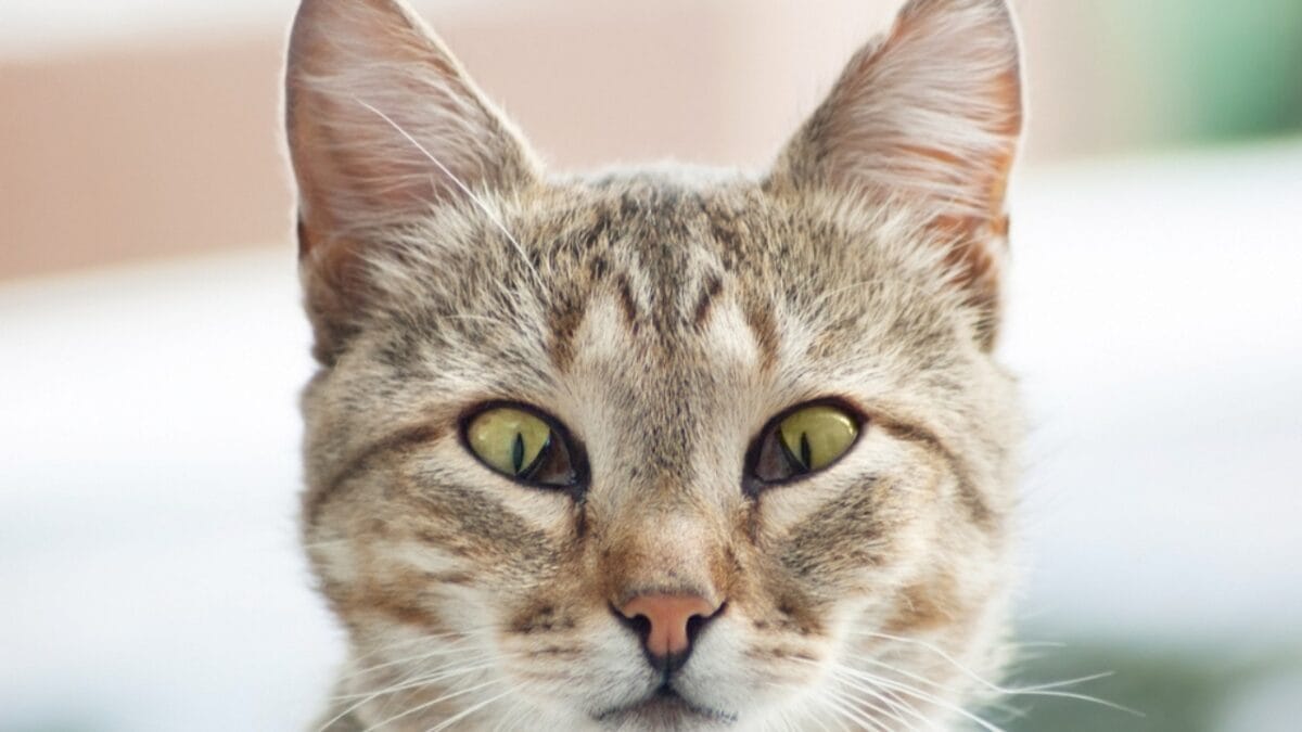 The Cat's Out of the Bag: 12 Little-Known Feline Facts - third eyelid cats ss1665729775